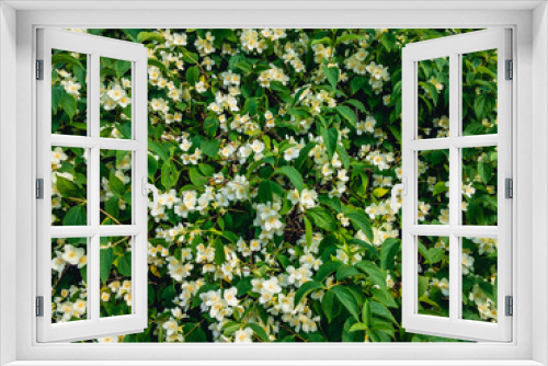 Fototapeta Naklejka Na Ścianę Okno 3D - Blooming Jasmine (lat.Jasminum). Bush with beautiful white flowers and green foliage on a sunny day.