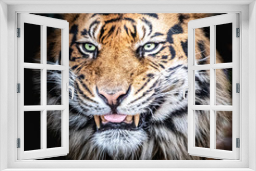 Fototapeta Naklejka Na Ścianę Okno 3D - beautiful stock photo of a tiger