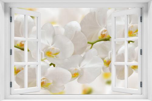 Fototapeta Naklejka Na Ścianę Okno 3D - White Orchid flowers on a white 