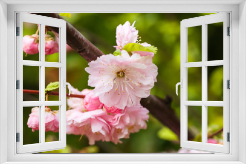 Fototapeta Naklejka Na Ścianę Okno 3D - Beautiful flowering Japanese cherry - Sakura. macro close up