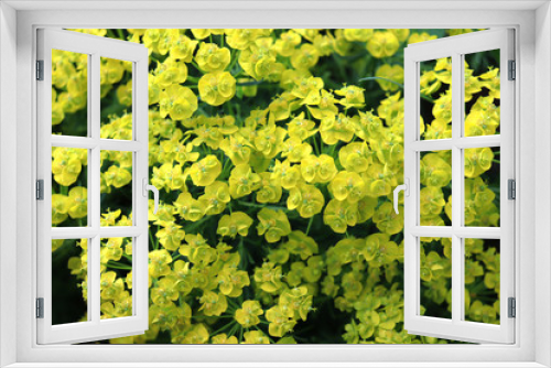Fototapeta Naklejka Na Ścianę Okno 3D - Alyssum saxatile. Yellow small flowers