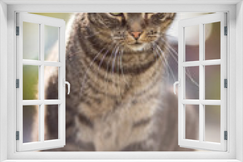 Fototapeta Naklejka Na Ścianę Okno 3D - Funny Portrait of Happy Smiling Ginger Cat Gazing with opened Mouth and big eyes outdoors