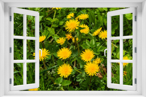 Fototapeta Naklejka Na Ścianę Okno 3D - Fluffy yellow dandelions among the grass in a green meadow.
