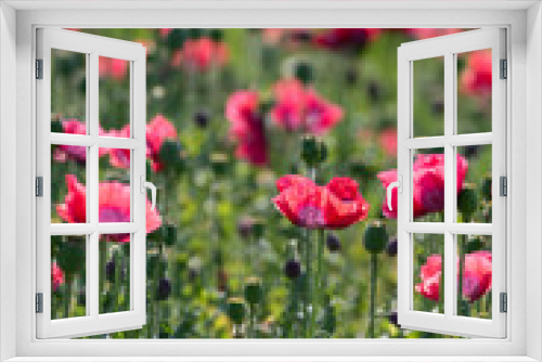 Fototapeta Naklejka Na Ścianę Okno 3D - Big garden red poppy flowers nature background