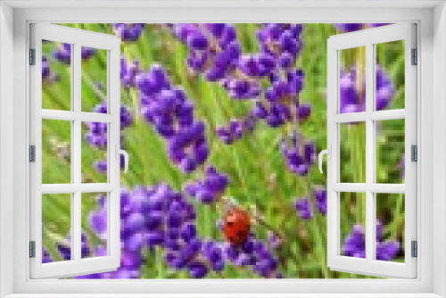 Fototapeta Naklejka Na Ścianę Okno 3D - Ladybird ladybug on bright purple flowers