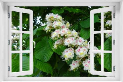 Fototapeta Naklejka Na Ścianę Okno 3D - Kwiat kasztanowca