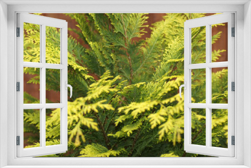 Fototapeta Naklejka Na Ścianę Okno 3D - Lebensbaum Thuja Baum als Heckenpflanze 
