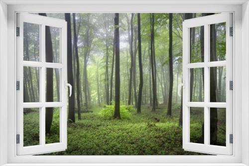 Fototapeta Naklejka Na Ścianę Okno 3D - The foggy forests