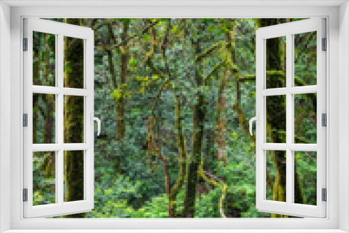 Fototapeta Naklejka Na Ścianę Okno 3D - Üppige Vegetation im Anaga-Gebirge auf Teneriffa