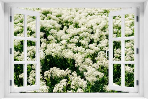 Fototapeta Naklejka Na Ścianę Okno 3D - white flowers on the field