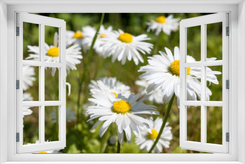 Fototapeta Naklejka Na Ścianę Okno 3D - Daisies blooming in the spring in the meadow