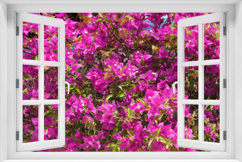 Fototapeta Naklejka Na Ścianę Okno 3D - Large Bush with bright pink and red flowers Bougainvillea.