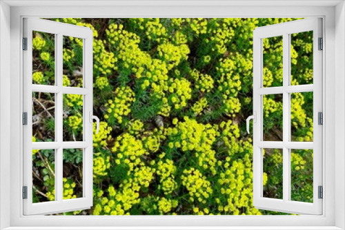 Fototapeta Naklejka Na Ścianę Okno 3D - background of yellow Sedum spurium