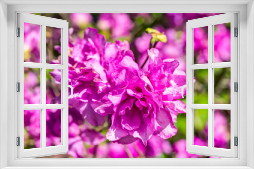 Fototapeta Naklejka Na Ścianę Okno 3D - Blüte Rhododendron yedoense - Yodogawa-Azalee