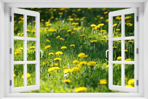 Fototapeta Naklejka Na Ścianę Okno 3D - Yellow dandelions surrounded by green grass.
