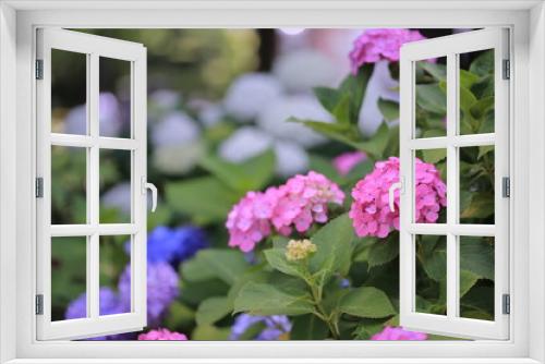 Fototapeta Naklejka Na Ścianę Okno 3D - 公園に咲く紫陽花