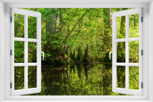 Fototapeta Naklejka Na Ścianę Okno 3D - A Cypress Swamp with Cypress Knees and Trees Reflected in the Pond.