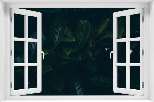 Fototapeta Naklejka Na Ścianę Okno 3D - Sfondo pianta 3