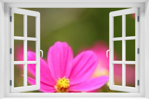 Fototapeta Naklejka Na Ścianę Okno 3D - Pink flowers on a blurred green background. Pink daisy flower.Floral bright summer background.Summer flowers pink color .Floral delicate wallpaper