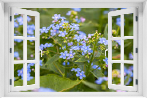 Fototapeta Naklejka Na Ścianę Okno 3D - Forget-me-not. Myosotis blue flowers