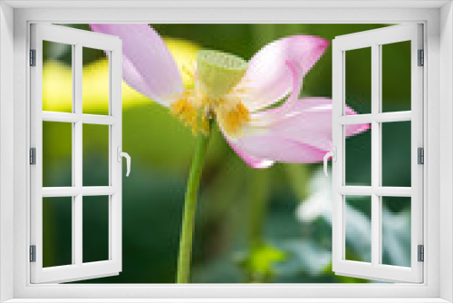 Fototapeta Naklejka Na Ścianę Okno 3D - lotus bloom  purity of heart