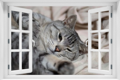 Fototapeta Naklejka Na Ścianę Okno 3D - のんびり過ごす　サバトラ猫