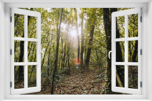 Fototapeta Naklejka Na Ścianę Okno 3D - Light filrering through the trees in a forest