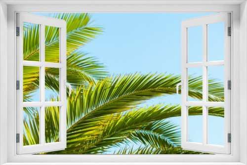 Fototapeta Naklejka Na Ścianę Okno 3D - Tropical palm leaves close up