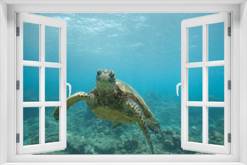 Fototapeta Naklejka Na Ścianę Okno 3D - Green Sea Turtle Underwater Swimming in a Sea of Blue