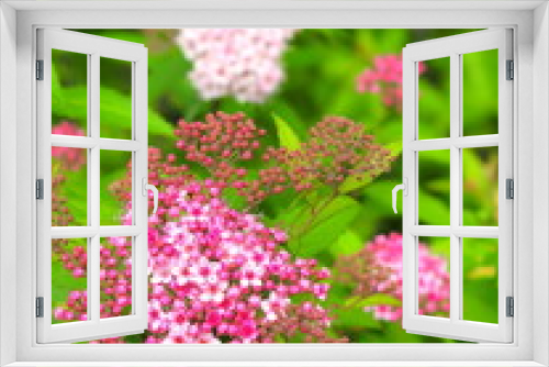 Fototapeta Naklejka Na Ścianę Okno 3D - 咲き始めた下野の花