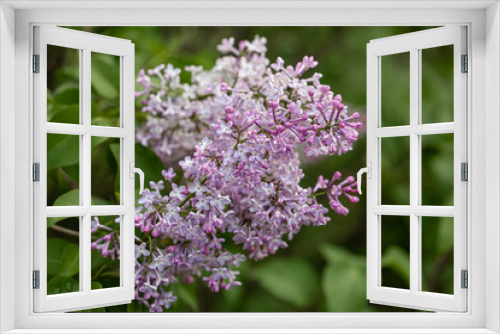 Fototapeta Naklejka Na Ścianę Okno 3D - In the mounth of may lilac blooms luxuriously in the garden