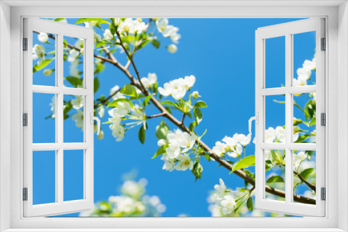Fototapeta Naklejka Na Ścianę Okno 3D - Blooming aplle tree in the garden. Selective focus. 