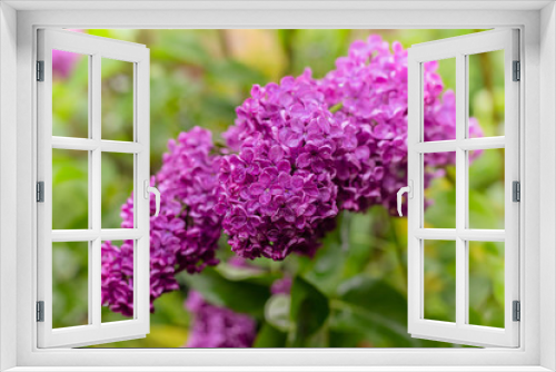 Fototapeta Naklejka Na Ścianę Okno 3D - Blooming purple lilac.