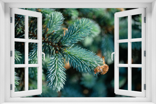 Fototapeta Naklejka Na Ścianę Okno 3D - spruce branch on blurred background