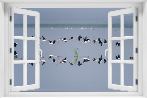 Fototapeta Naklejka Na Ścianę Okno 3D - Reflection of Black-winged stilt