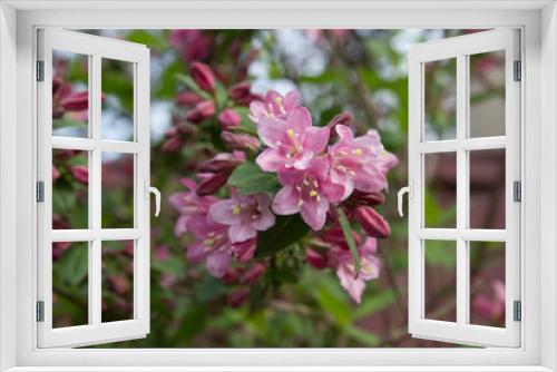 Fototapeta Naklejka Na Ścianę Okno 3D - Pink flowering decorative shrub and tree WEIGELA FLORIDA.