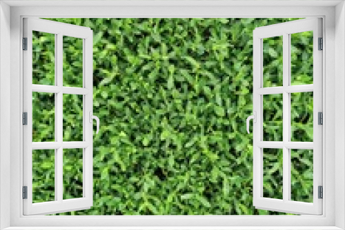 Fototapeta Naklejka Na Ścianę Okno 3D - Green grass texture, grass on the field