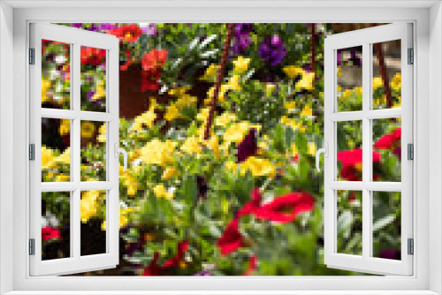 Fototapeta Naklejka Na Ścianę Okno 3D - Flower: Multicolored caliberhoa
blooms in the garden.