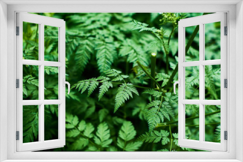 Fototapeta Naklejka Na Ścianę Okno 3D - Background or texture of green, fresh and spring leaves of the wild plant cow parsley in the forest.