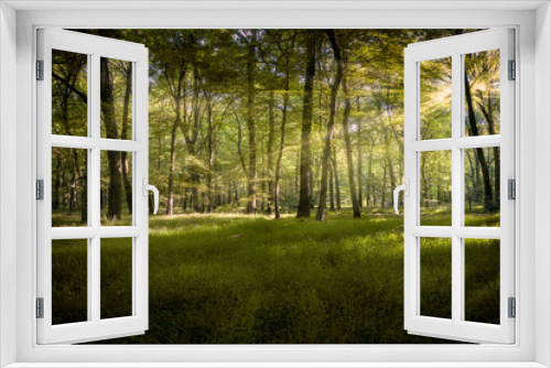 Fototapeta Naklejka Na Ścianę Okno 3D - Lichtung im Köllnischen Wald in Bottrop