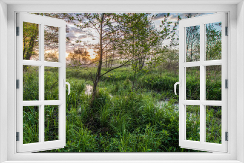 Fototapeta Naklejka Na Ścianę Okno 3D - Olchy na bagnach o wschodzie słońca