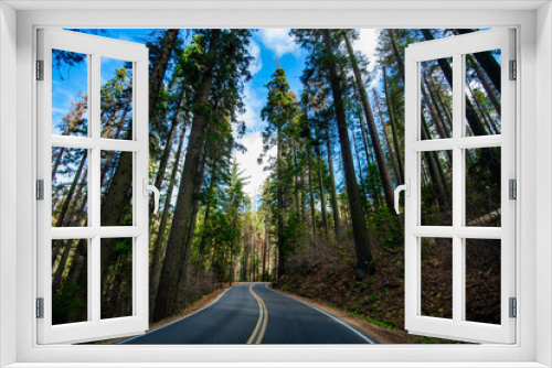 Fototapeta Naklejka Na Ścianę Okno 3D - Asphalt road through the pine and sequoia trees in rural in USA