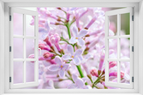 Fototapeta Naklejka Na Ścianę Okno 3D - Flowering sprig of lilac delicate color