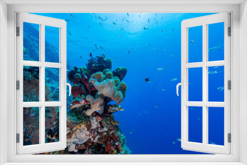 Fototapeta Naklejka Na Ścianę Okno 3D - Korallenriff beim Tauchen auf den Philippinen