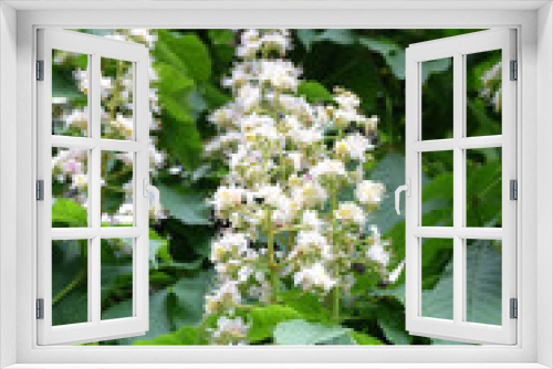 Fototapeta Naklejka Na Ścianę Okno 3D - Flowering branch of horse chestnut (lat. Aésculus) in spring, selective focus, vertical composition.