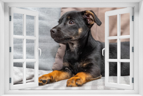 Fototapeta Naklejka Na Ścianę Okno 3D - A young dog on the couch. Mixed breed dog at home. Light background.