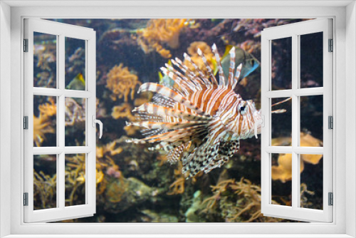Fototapeta Naklejka Na Ścianę Okno 3D - Red Lionfish - Beautiful And Dangerous Animals. A Very Dangerous Fish Of The Caribbean Sea
