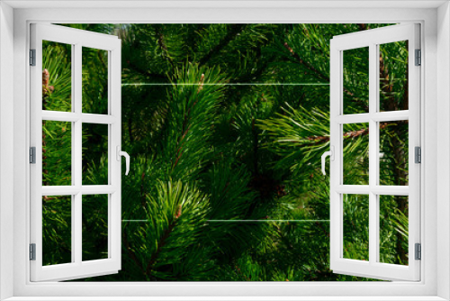 Fototapeta Naklejka Na Ścianę Okno 3D - Green fir tree texture background.