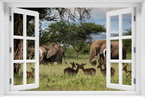 Fototapeta Naklejka Na Ścianę Okno 3D - Beautiful elephants and impalas during safari in Tarangire National Park, Tanzania with trees in background.