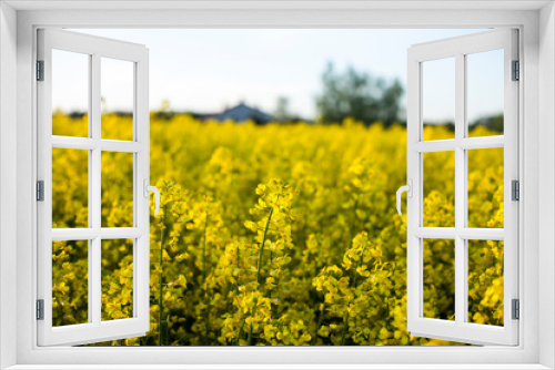 Fototapeta Naklejka Na Ścianę Okno 3D - blooming rapeseed field,rural landscape
